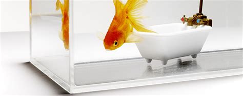 正确给鱼换水方法 家庭鱼缸换水的正确方法_金鱼 - 养宠客