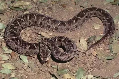 黑白加州王蛇是什么蛇？有毒吗？_王蛇_毒蛇网