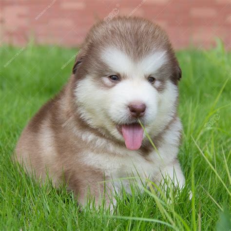纯种阿拉斯加幼犬大型活体黑白红色灰色熊版阿拉斯加雪橇犬宠物犬-阿里巴巴