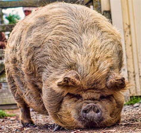 Des pompiers ont sauvé un cochon de 190 kilos d