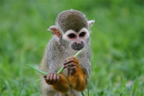 【松鼠猴摄影图片】生态摄影_摄影爱好者-老马的博客_太平洋电脑网摄影部落