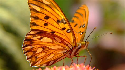 蝴蝶辨别食物味道用的是哪个身体部位 一起来了解一下|蝴蝶|辨别-知识百科-川北在线