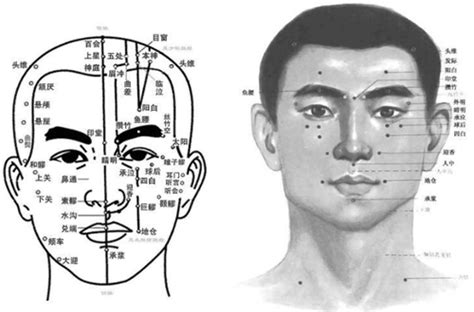 人体头部经络穴位图插画图片下载-正版图片401803282-摄图网