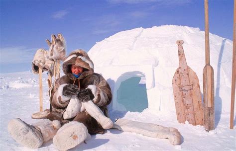 住冰屋，生吃北极熊，因纽特人的狂野生活！|冰屋|雪屋|北极圈_新浪新闻
