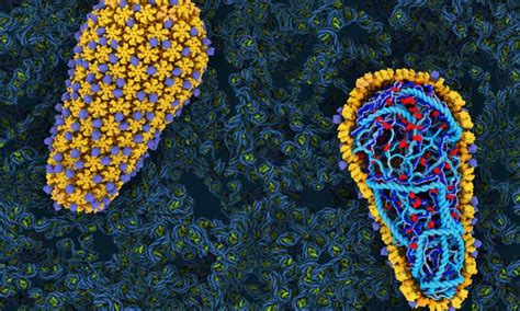 Science突破：科学家首次在体外重建HIV复制和整合过程，病毒“保护壳”或是治疗突破口_生物探索