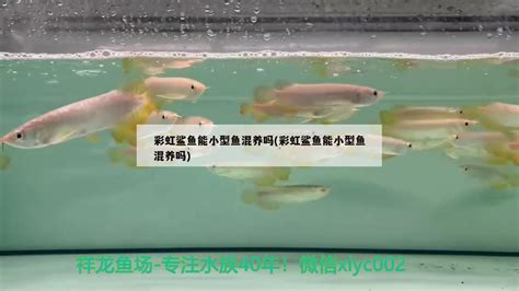 养鱼混养：根据三点原则把不同品种的鱼类混养在一起！_养殖