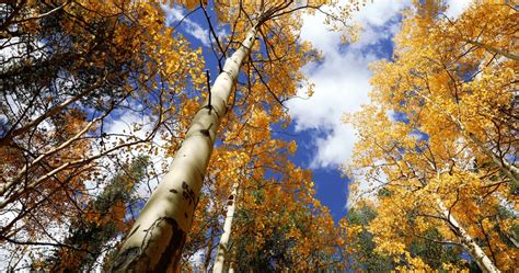 深秋的白杨树林，金黄的树冠，漂亮的纯粹|摄影|风光|沸腾视觉 - 原创作品 - 站酷 (ZCOOL)