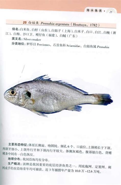 鱼类图鉴图片