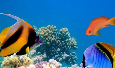 【淡水热带鱼 摄影图片】生态摄影_太平洋电脑网摄影部落