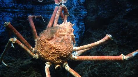 世界上最大得螃蟹，2.4米，寿命上百，这是有多逆天啊__凤凰网
