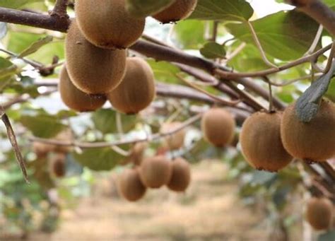 猕猴桃种植条件与气候 —【发财农业网】
