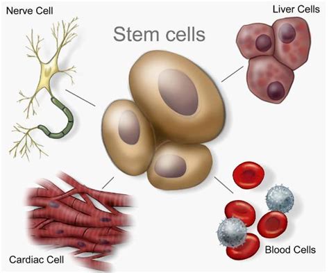 干细胞技术日本叫停细胞免疫疗法-甜柚网