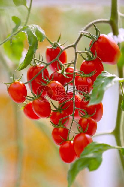 焉耆县：种植番茄走上增收致富路-天山网 - 新疆新闻门户