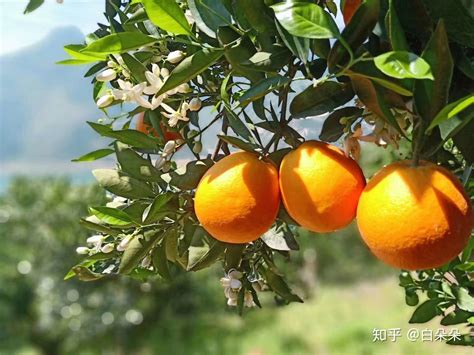 橘生淮南则为橘， 生于淮北则为枳。