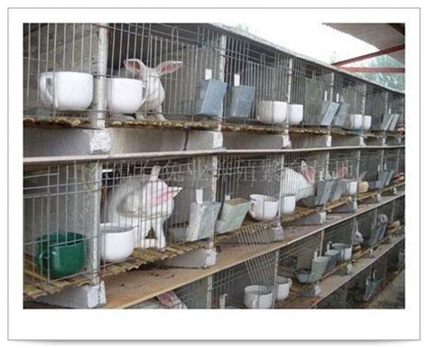 湖北天门的獭兔养殖场 湖北獭兔养殖基地 獭兔养殖效益分析_獭兔养殖效益分析_陈静（个体经营）