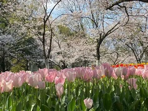 本周末西湖景区太子湾公园的樱花、郁金香迎来盛花期，到底应该怎么玩才“够本”？_杭州网