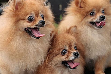 狐狸犬大全图片