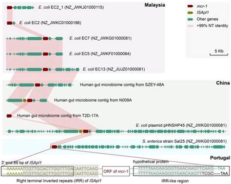 ROM全基因组甲基化分析技术及其步骤方法_生物器材网