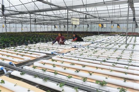 四川内江：“蔬菜工厂”管护忙-人民图片网
