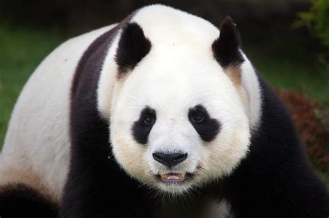 大熊猫是怎么进化出来的？ - 知乎