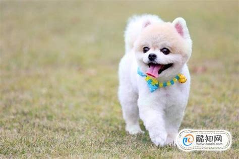 小狗流口水图片