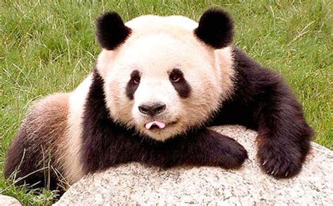 我最喜欢的动物是熊猫作文（精选23篇）