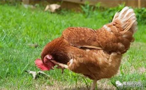 小鸡一天喂几次最为合适(一个月小鸡一天喂几次最为合适） - 植物百科网