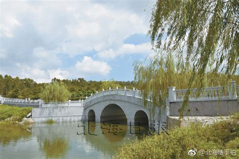 河畔杨柳高清图片下载_红动中国