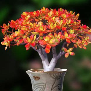 姬红花月 红色小叶玉树老桩10-15cm多肉花植物组合盆栽超萌包邮-阿里巴巴