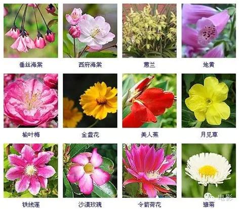 室内花卉及名称,室内花卉大全花名,室内花卉植物名称图片_大山谷图库