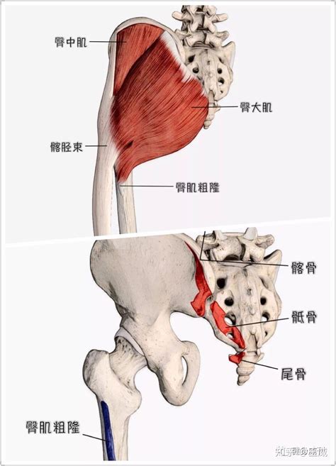 耻骨肌的位置图图片