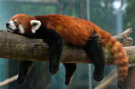 中国十大濒临灭绝的珍稀动物排行榜 熊猫不是第一 白鳍豚居榜首_排行榜123网