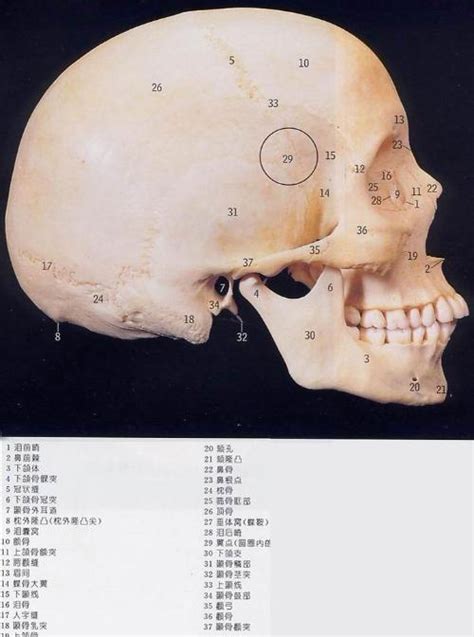 素描头像 五官头骨骨骼与比例