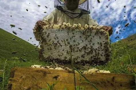 蜜蜂对大自然的贡献