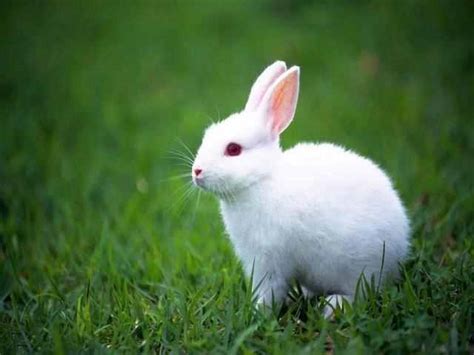 灰色兔子素材-灰色兔子元素图片下载-觅知网