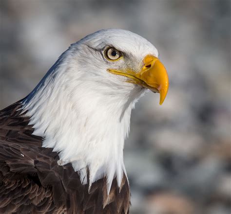 The Bald Eagle – Ornithology