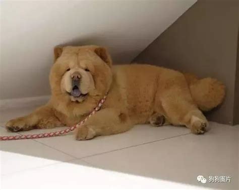 为中国国犬自豪 - 综合工作犬 - 猛犬俱乐部-中国具有影响力的猛犬网站 - Powered by Discuz!