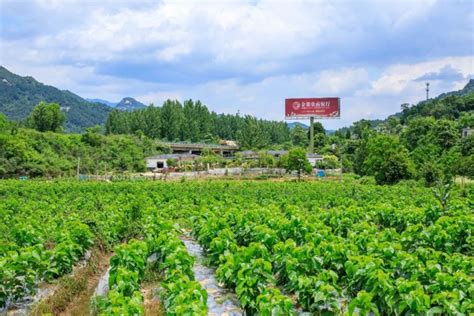 广西蒙山：种桑养蚕织布 助农增收致富-人民图片网