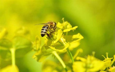 蜜蜂为什么要采蜜？实际上是在获取食物，蜜源丰富时蜜蜂还会酿蜜！