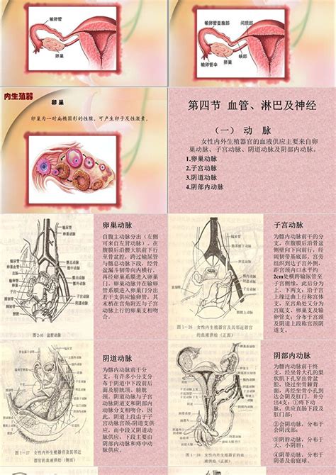 女性生理-生殖系统器官----彩图照片写实。男性勿看。ppt模板-PPT牛模板网