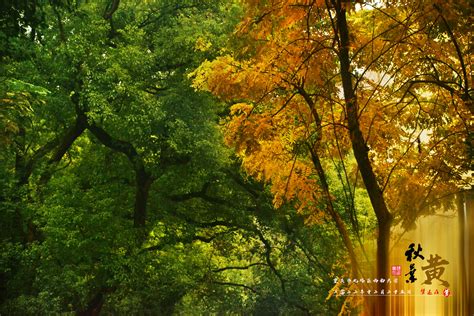 阳光明媚的秋叶黄高清图片下载-正版图片503629232-摄图网