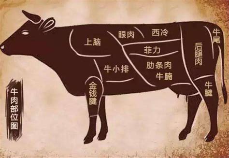 牛排–牛肉各部位名称图解 - 知乎