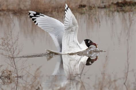 国家一级保护鸟类卷羽鹈鹕现身衡水湖