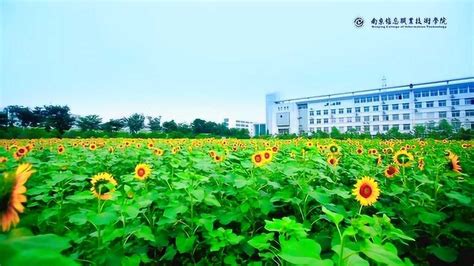 南京信息技术研究院2022届校园招聘