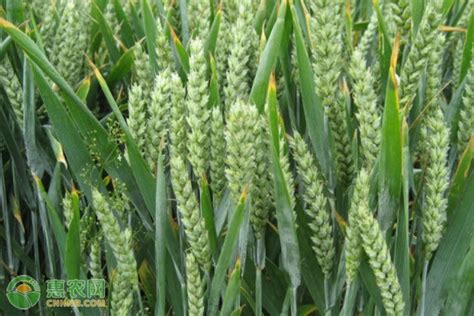 河南小麦亩产量一般多少斤-农百科