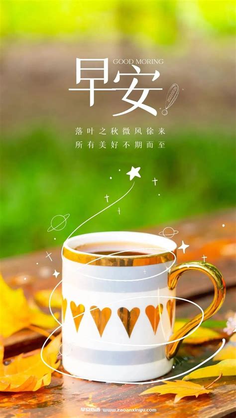 早安喵图片
