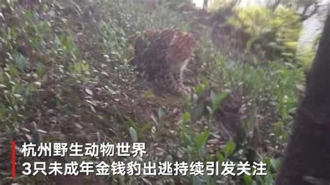 杭州逃跑三豹仍有一只未找到，出逃豹子为何不能当野生的放了？ - 知乎