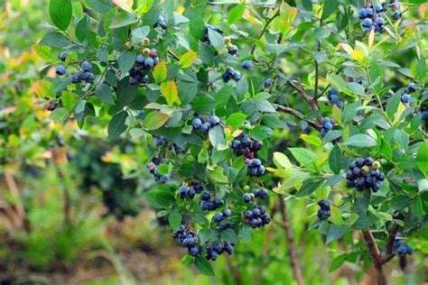 横山蓝莓-重庆綦江横山旅游度假区