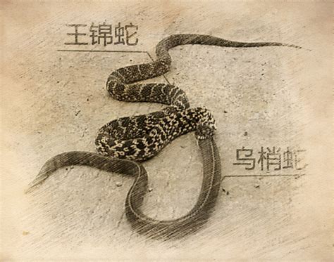 相约“灵蛇传奇”，感悟灵蛇魅力 - 成都博物馆