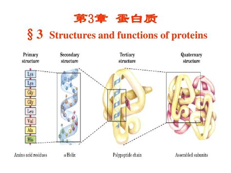 蛋白质结构和功能的关系？ - 知乎